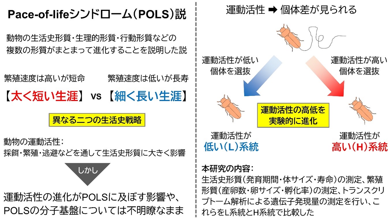 本研究の背景と調査内容