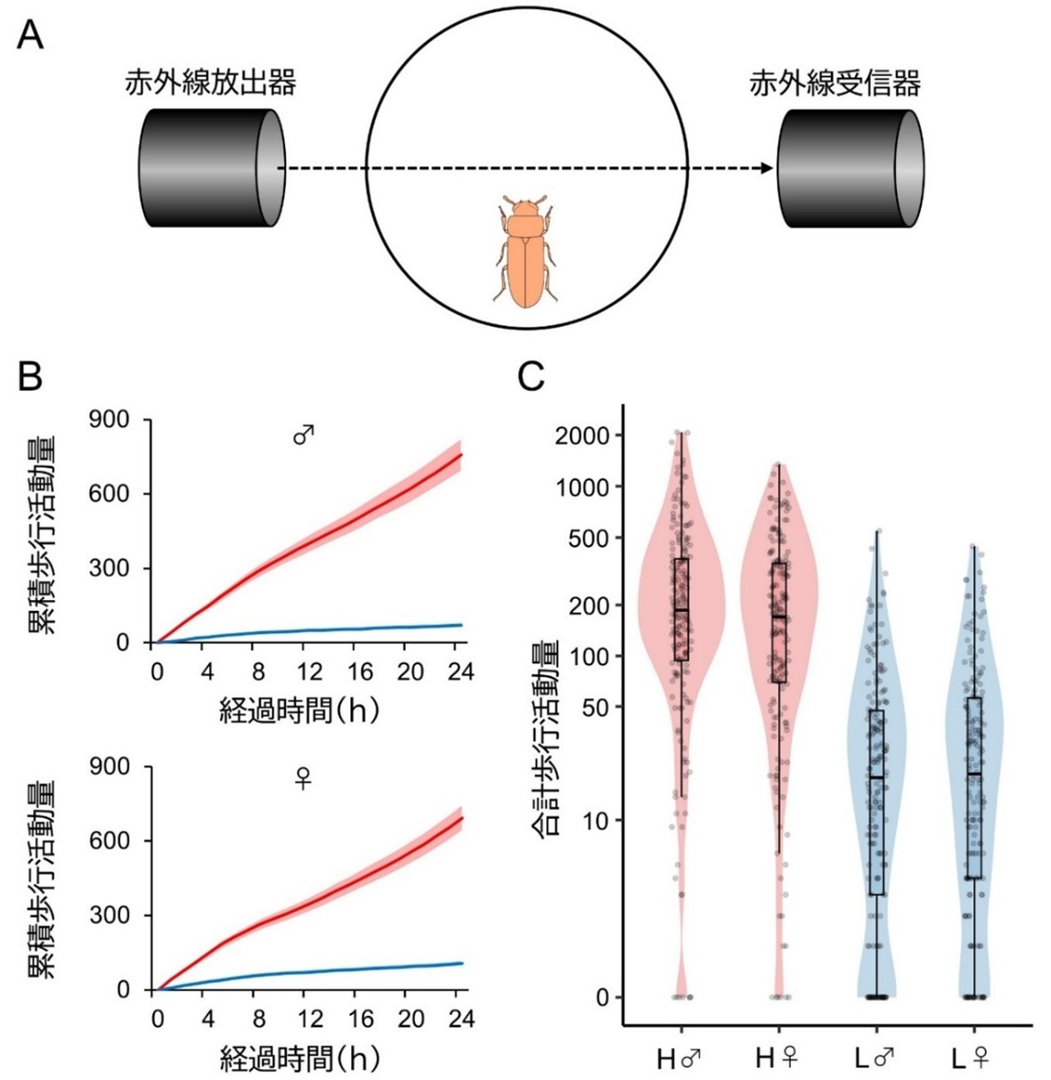 図1 歩行活動量の測定方法と高活動系統・低活動系統の比較
