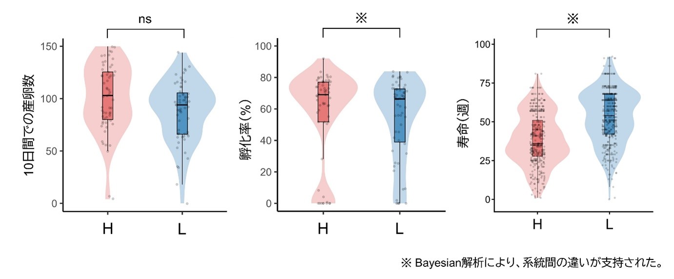 図2 H系統とL系統における繁殖と寿命