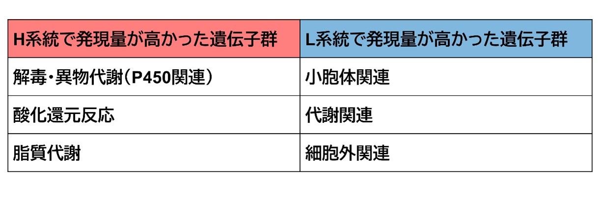 表1 H系統とL系統で発現量が高かった遺伝子群